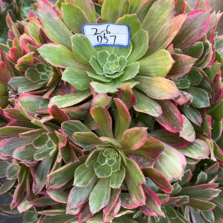 青丝大捧花多肉量拍一颗57