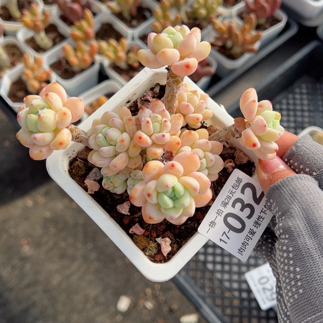 樱花罗绮多肉多肉多肉多