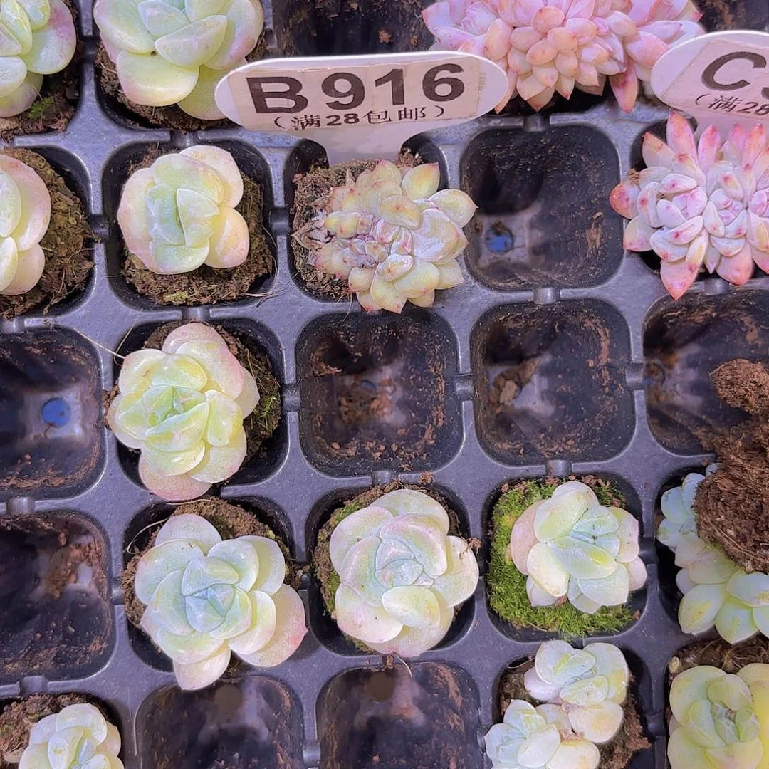 B916橙子缀一物一拍