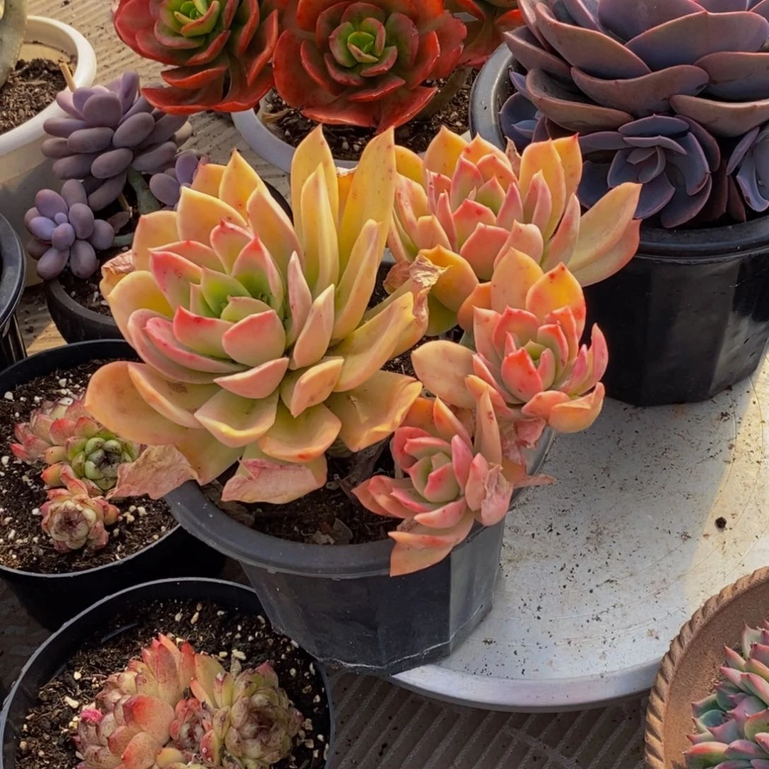 ～***～48包邮一物一拍多肉植物