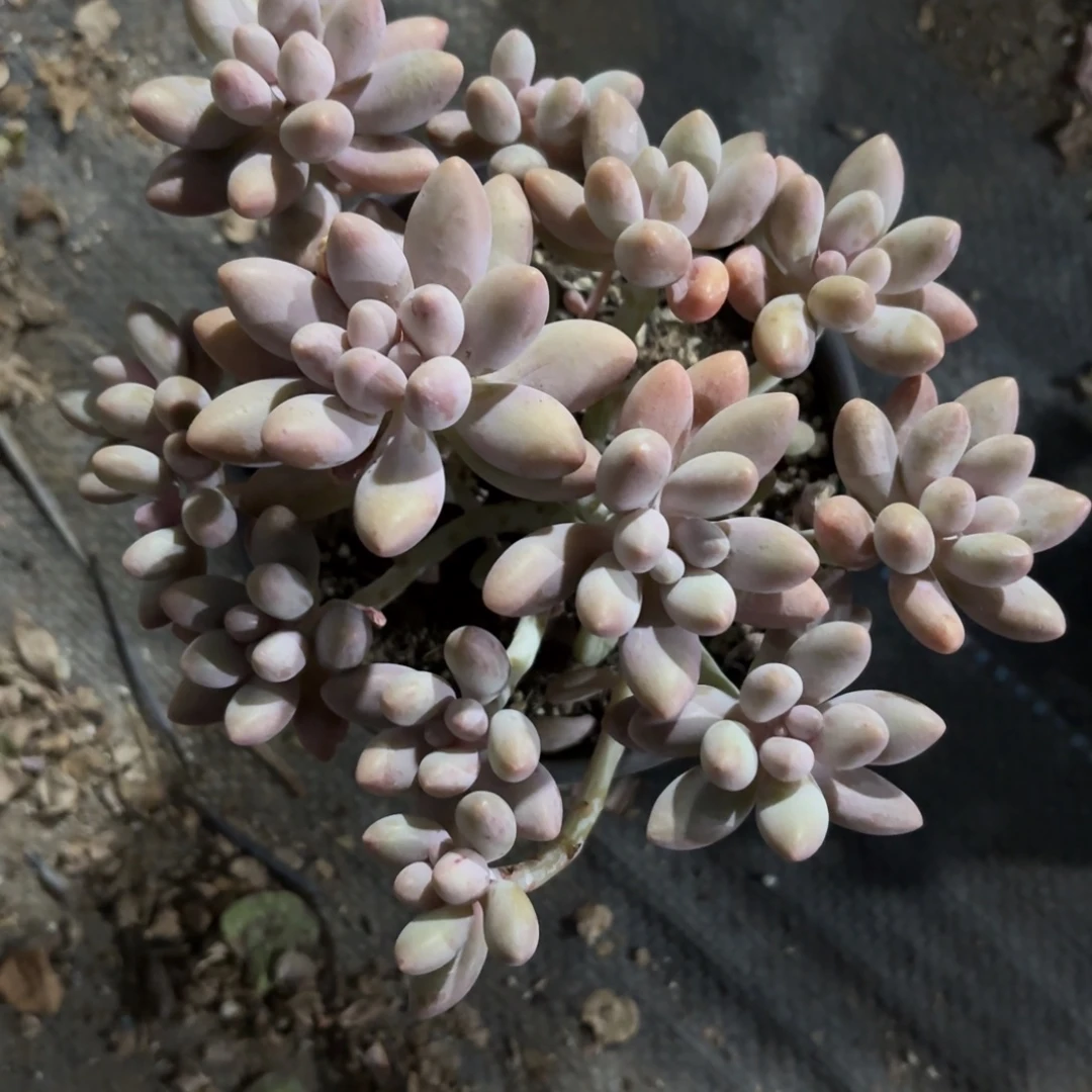 粉色恋人14cm新疆包邮整桩