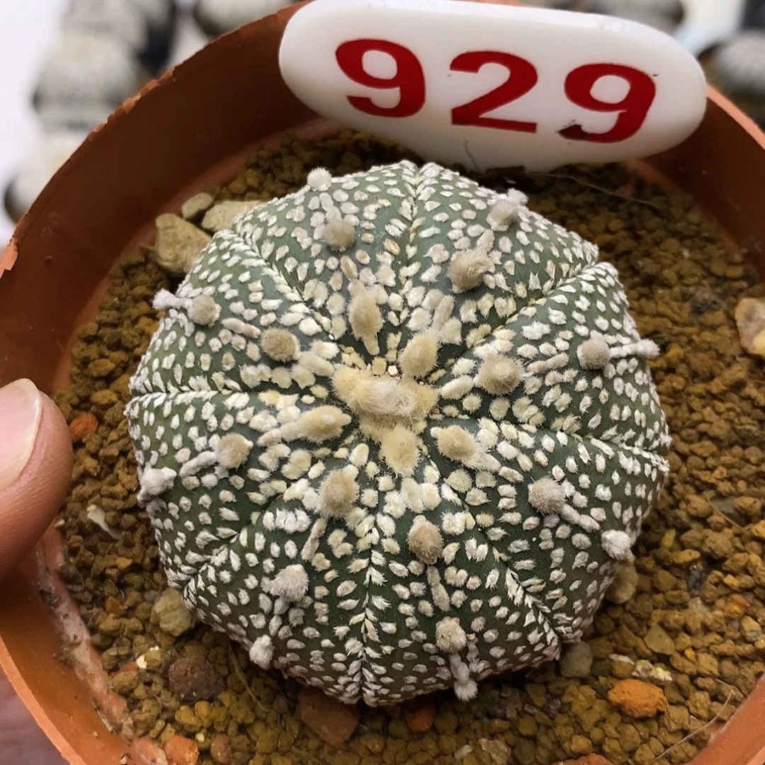 929奇迹特价啦福利了
