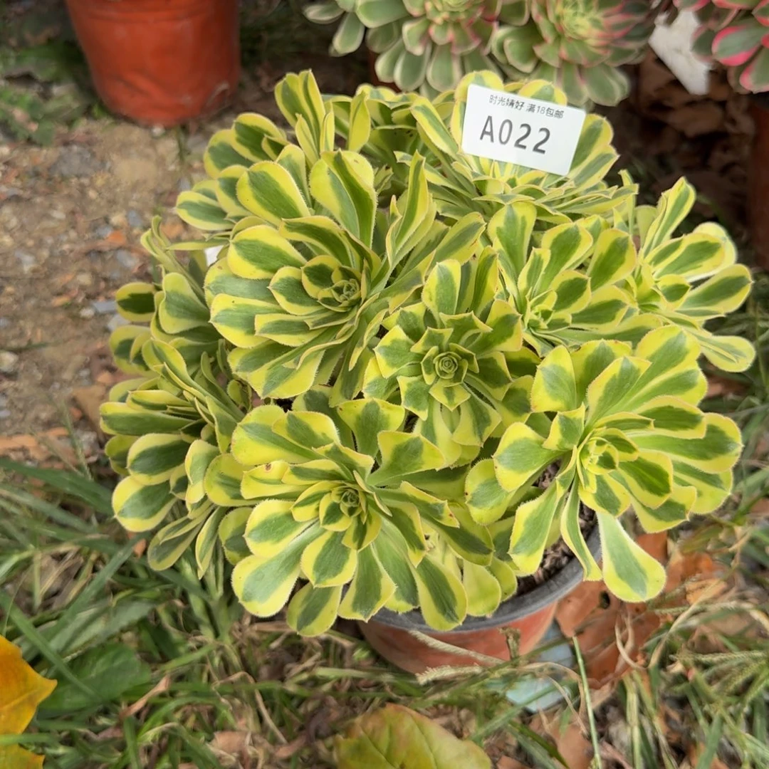 022保时捷。多肉植物