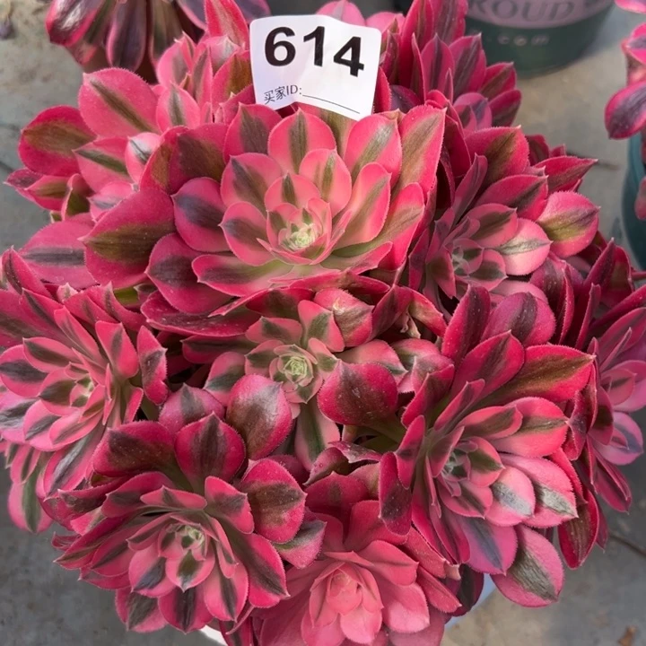 614女巫22厘米左右