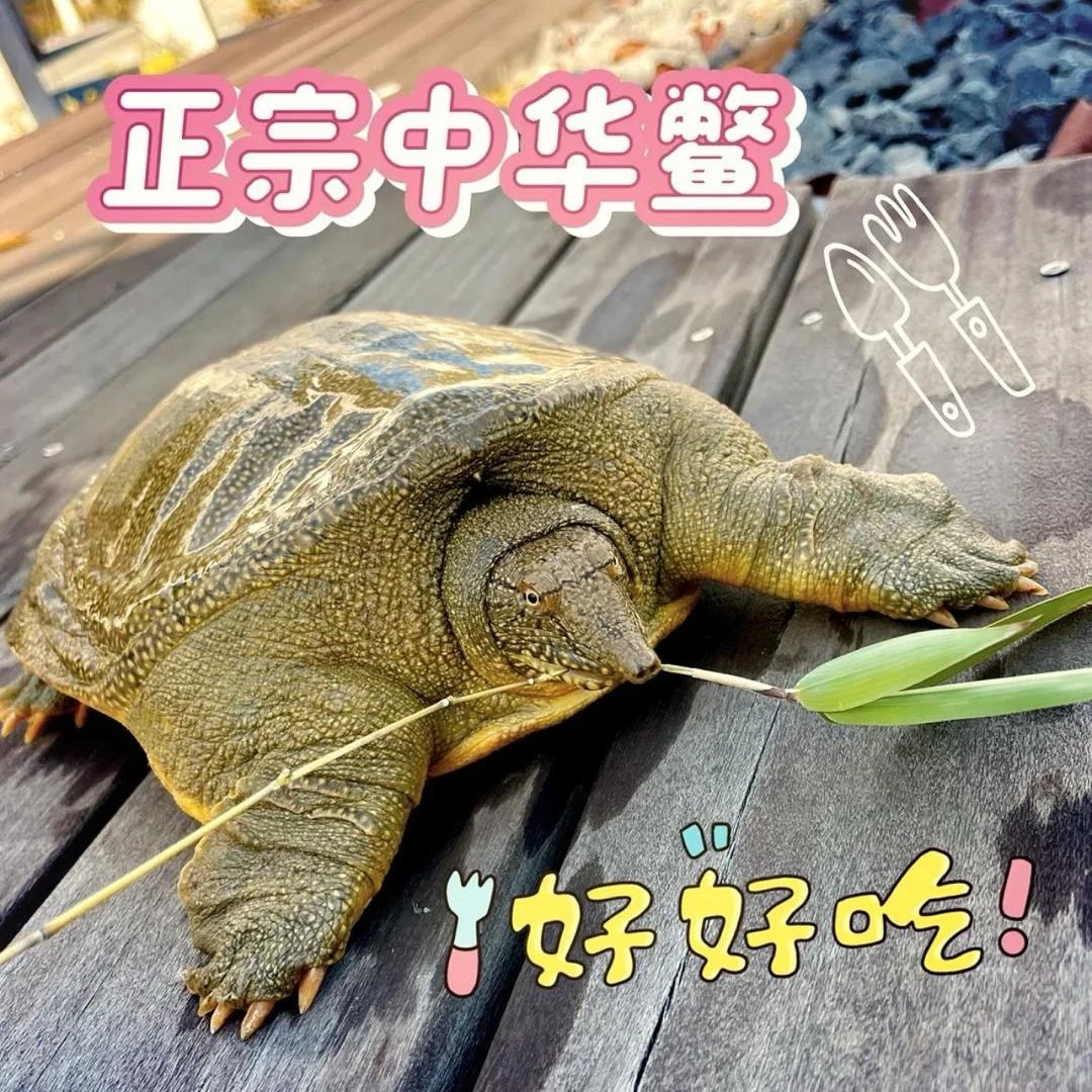 单只到手不低于3斤 外塘生态鲜活 甲鱼团鱼水鱼 京东顺丰包邮包活