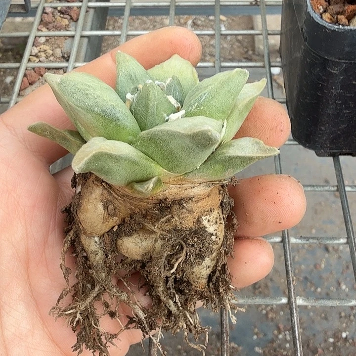 实生大牡丹6仙人球