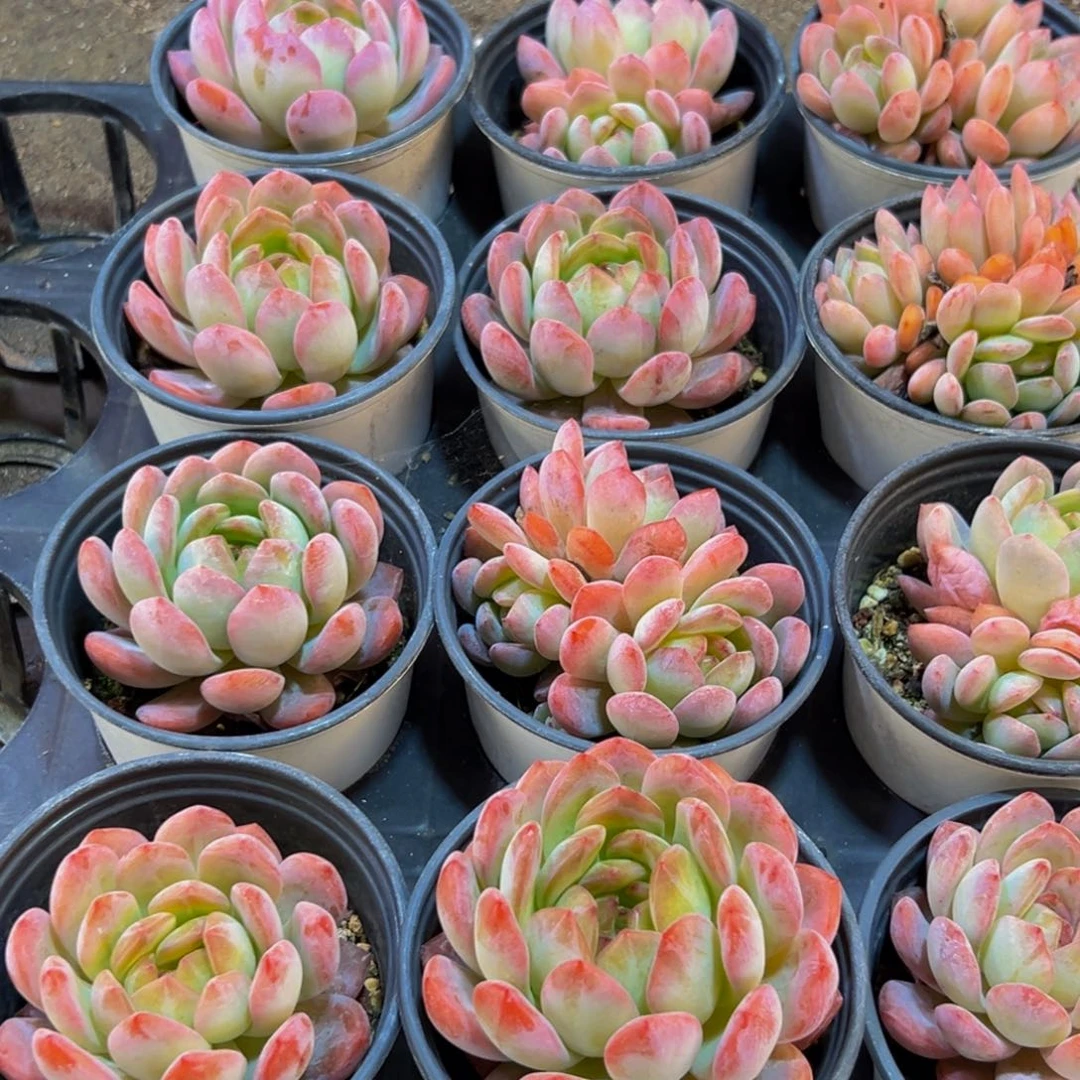 359大热天的一天从