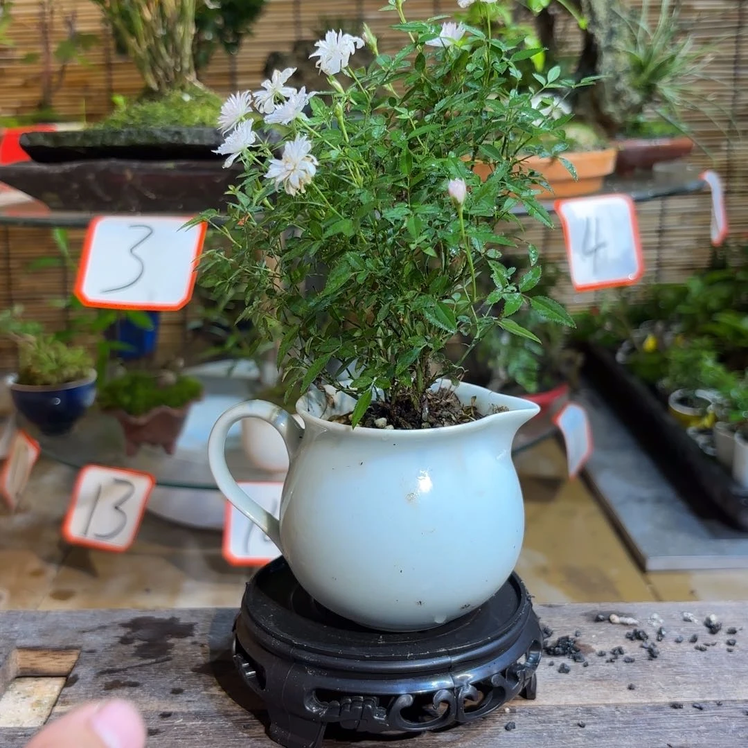 无花朵咖**糖退款拉黑一物一拍13