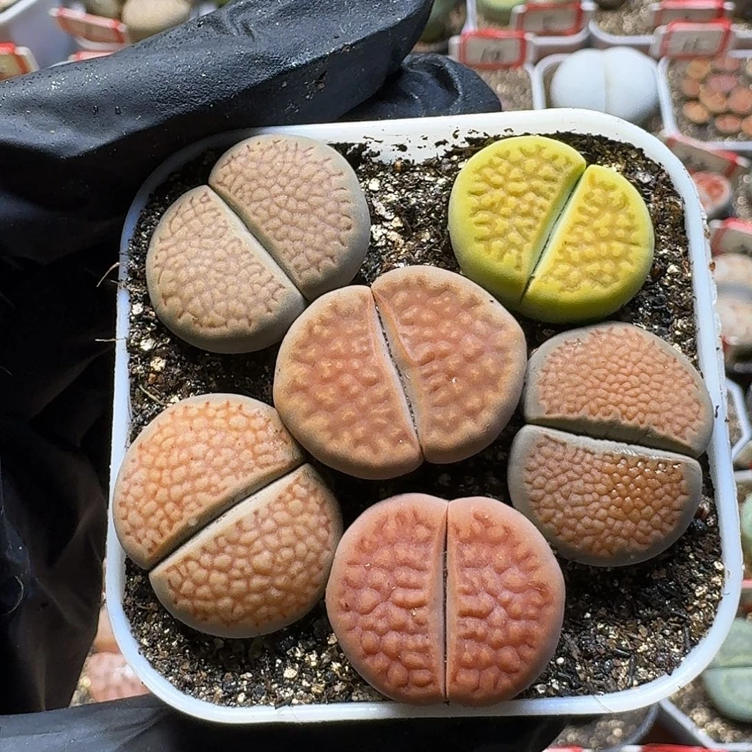 生石花2333:：。   7号