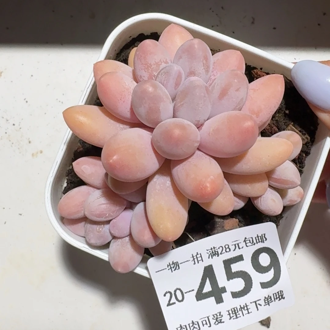 汤圆无盆土发货无