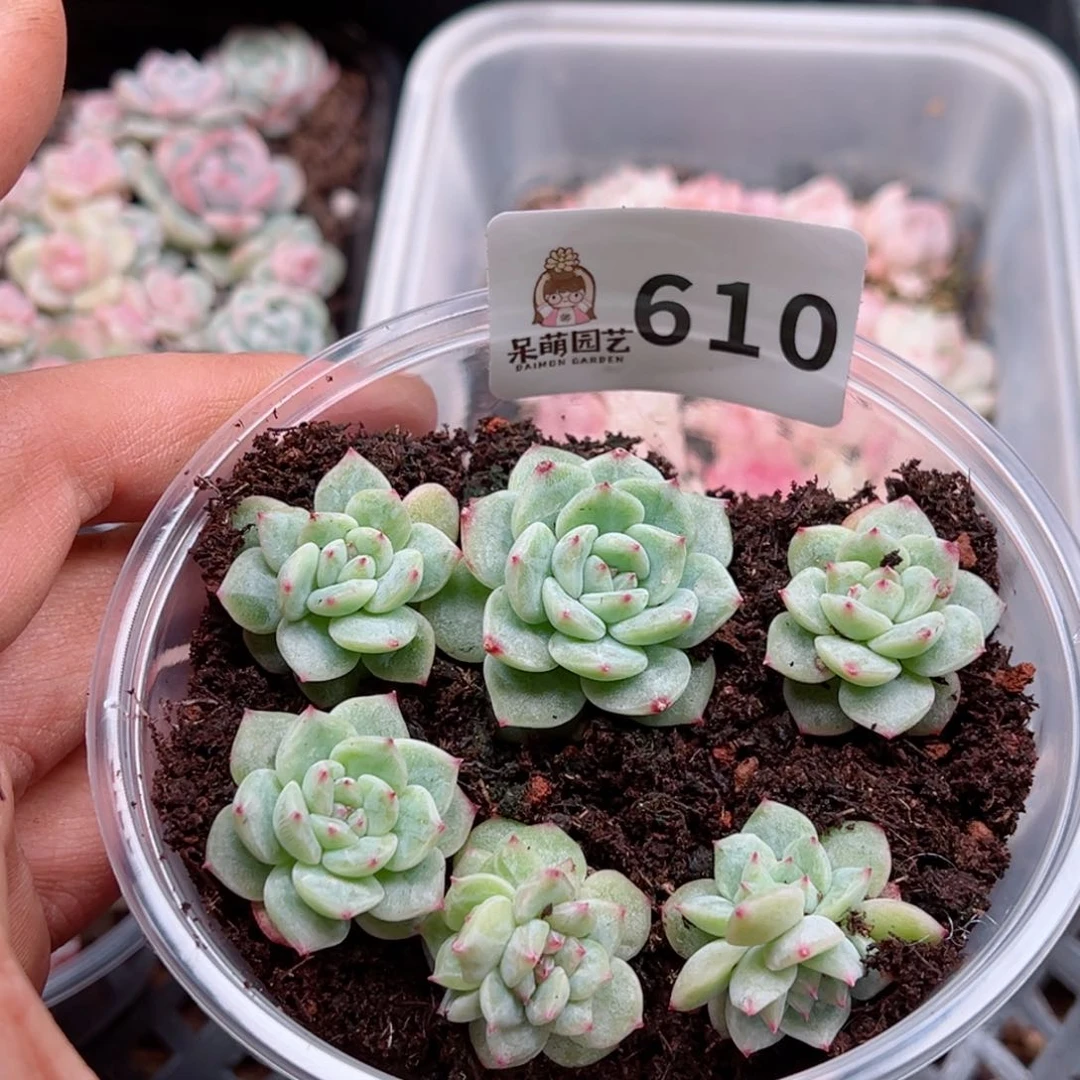 多肉植物多肉植物