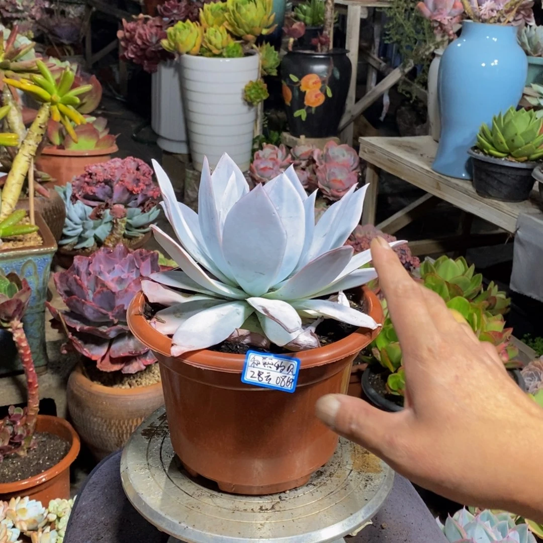 和**风哈哈哈哈哈哈哈哈哈哈哈哈哈哈哈哈哈