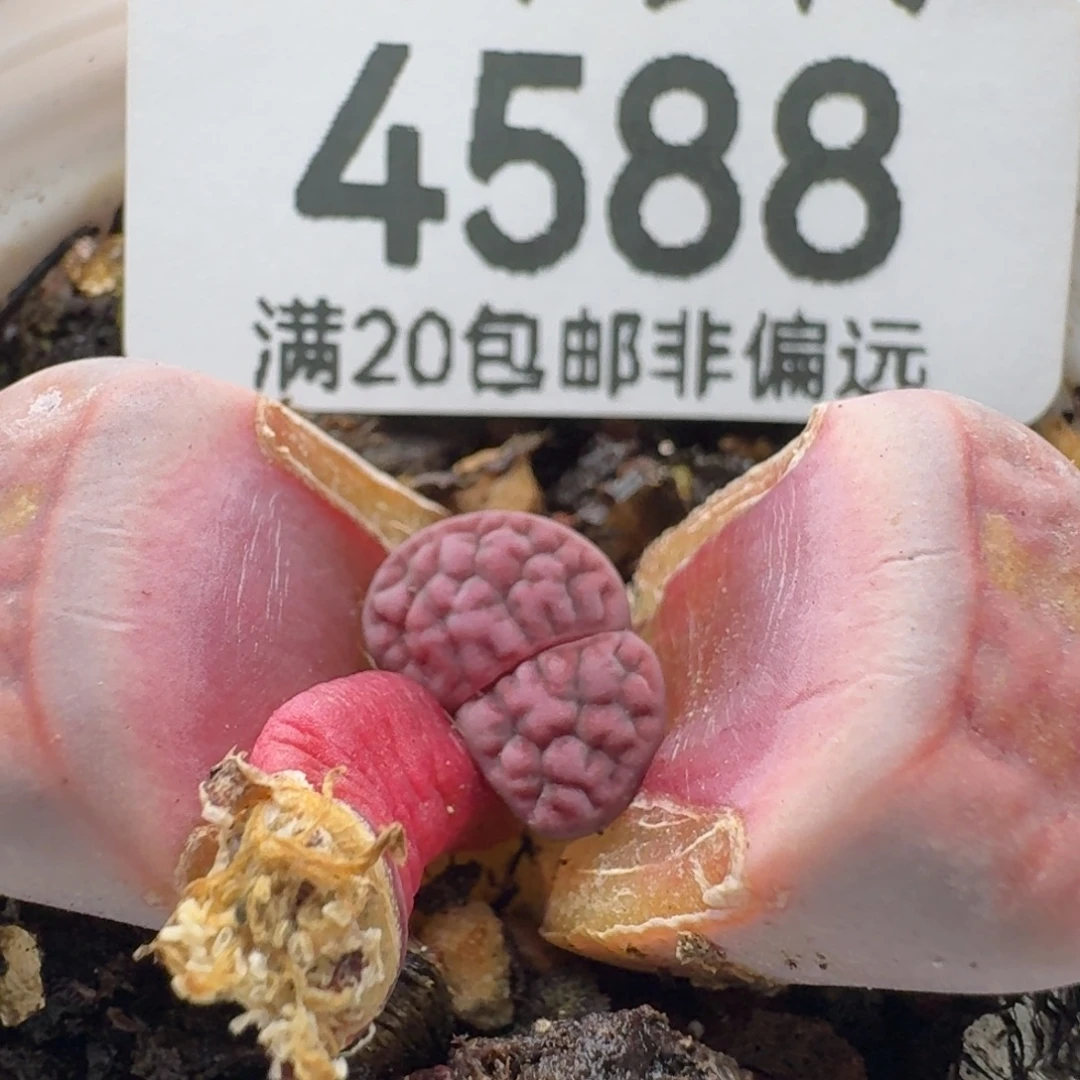 阿克赛尔玫瑰。