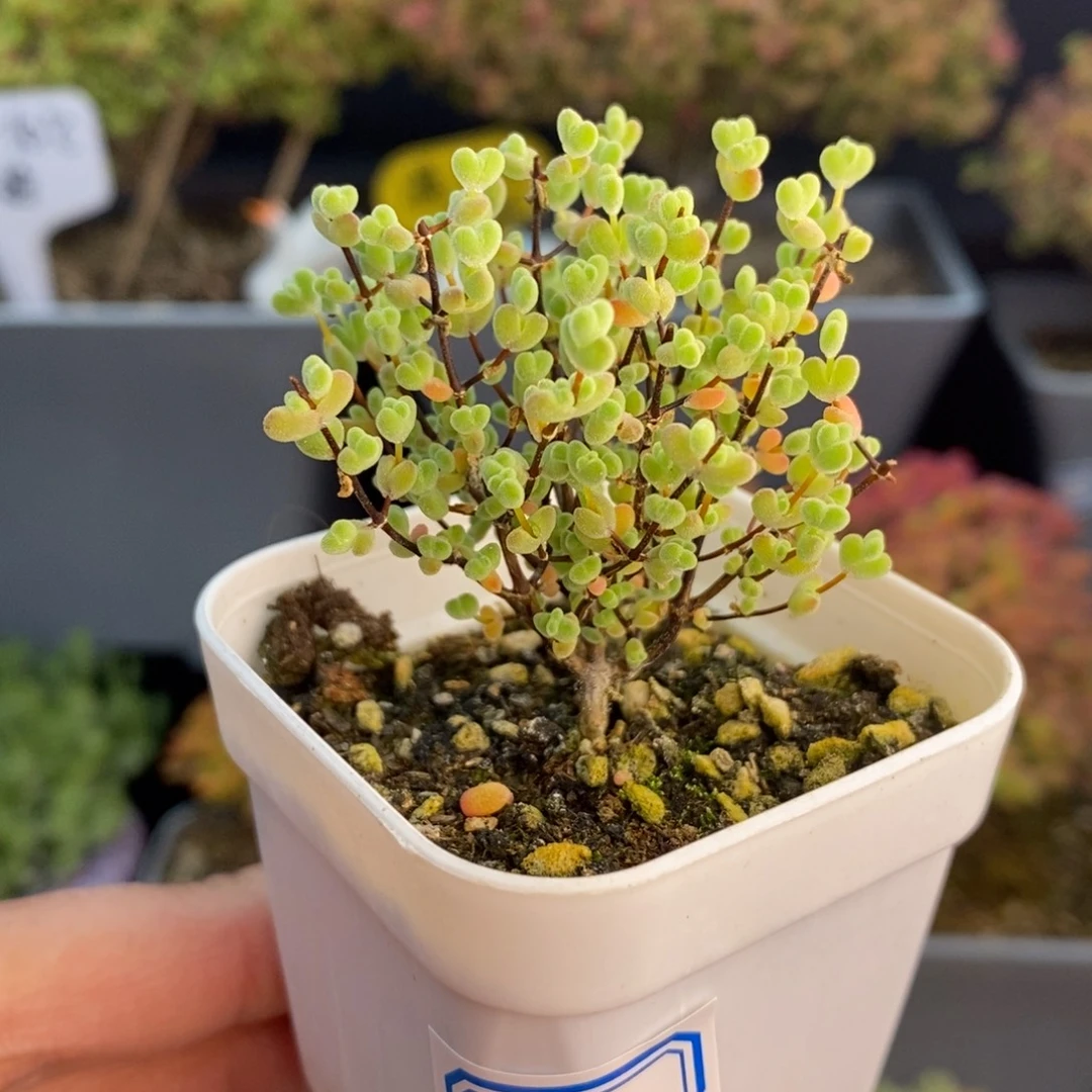 无花朵2号实生精控莱斯枝干