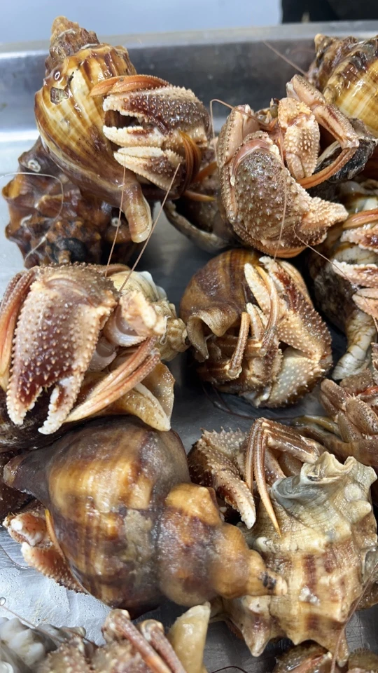 虾怪个别壳内含沙虫带籽情况介意勿拍