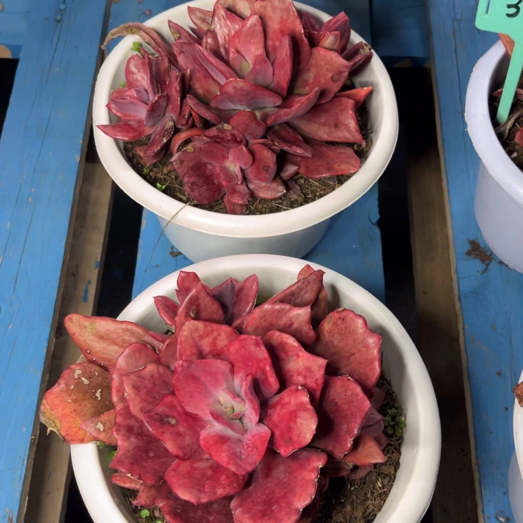 肉一物一拍钻石锦