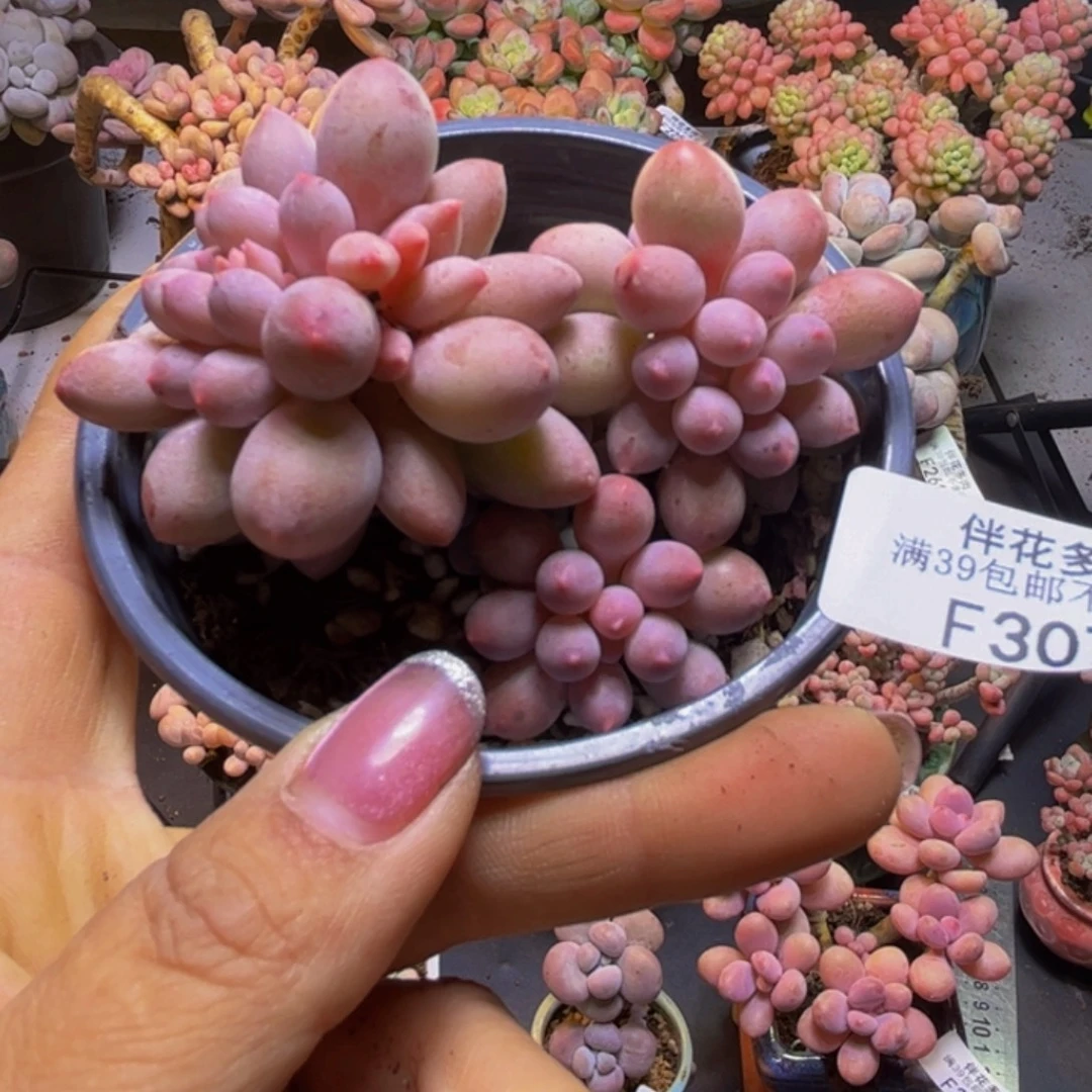 香水手指奶酪307/7cm