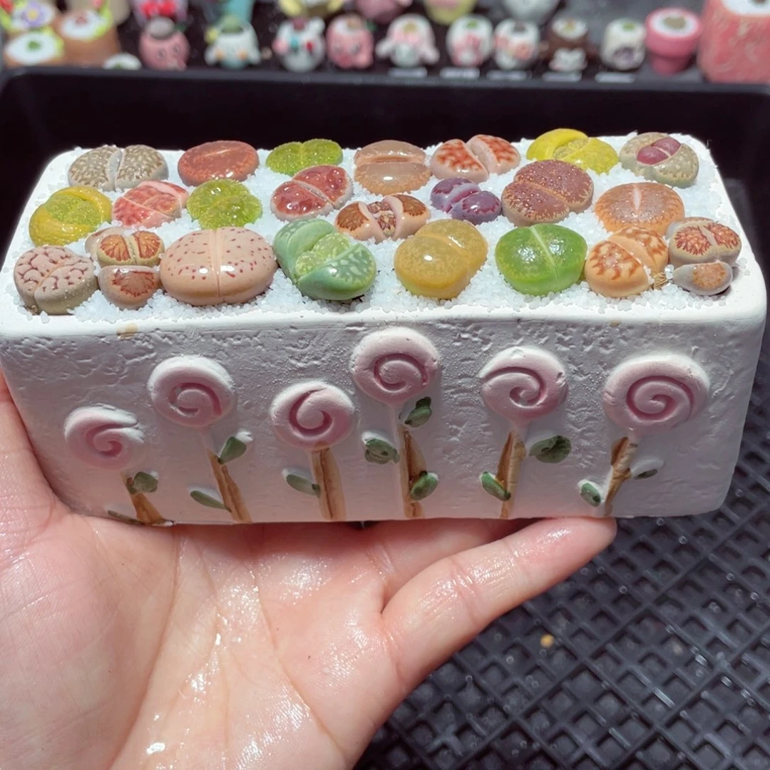 w2281 带盆土发货-零下地区拍保温箱