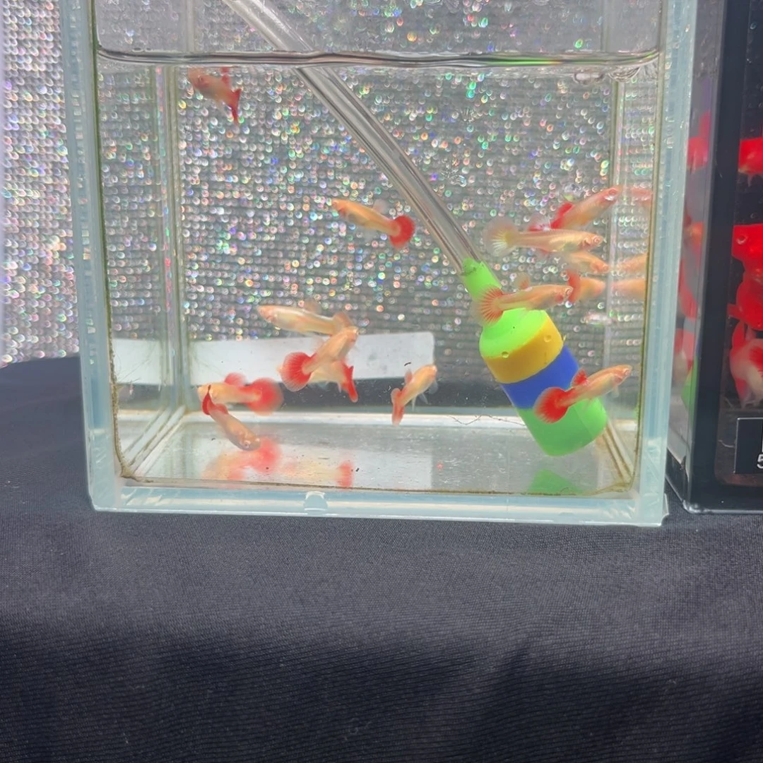 孔雀鱼白子象耳苗10条［公母随机］