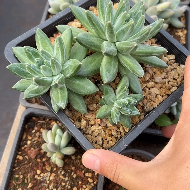 青花瓷群生多头多肉