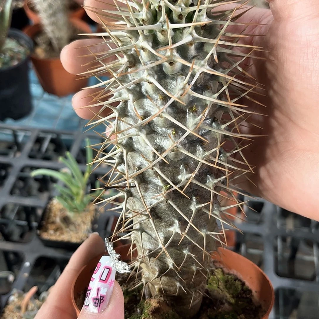 24953一物一拍单头发货