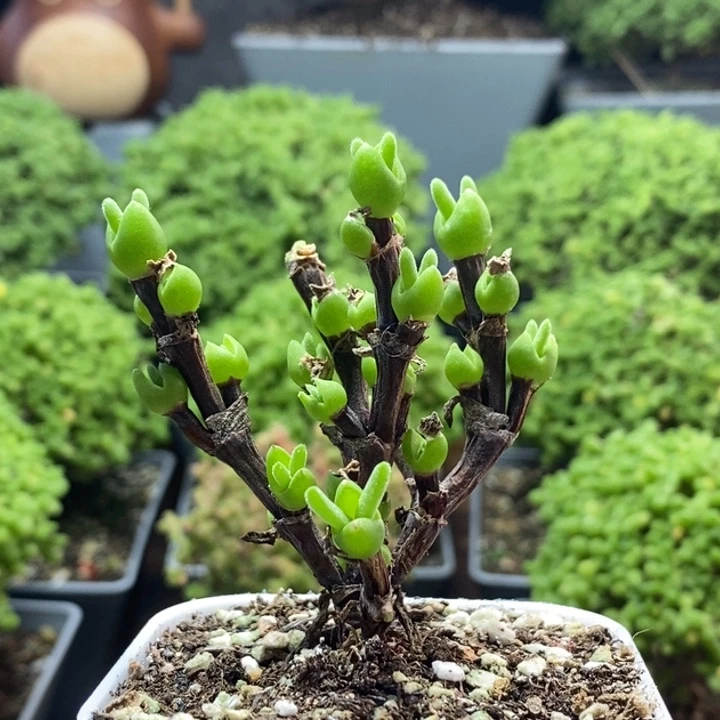盛***鸣枝干兔子8215枝干番杏