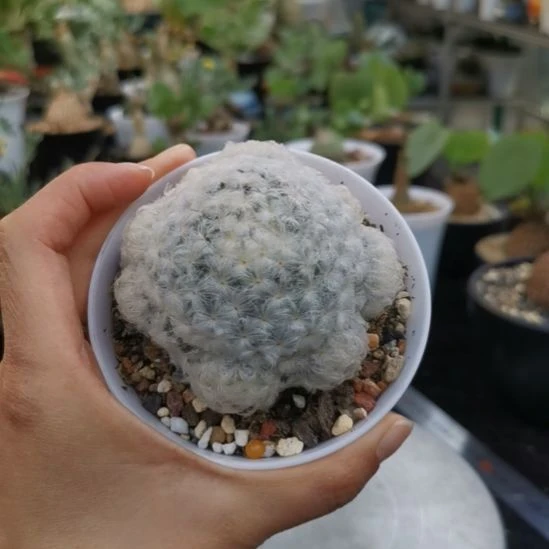 特价 白星仙人球 一物一拍