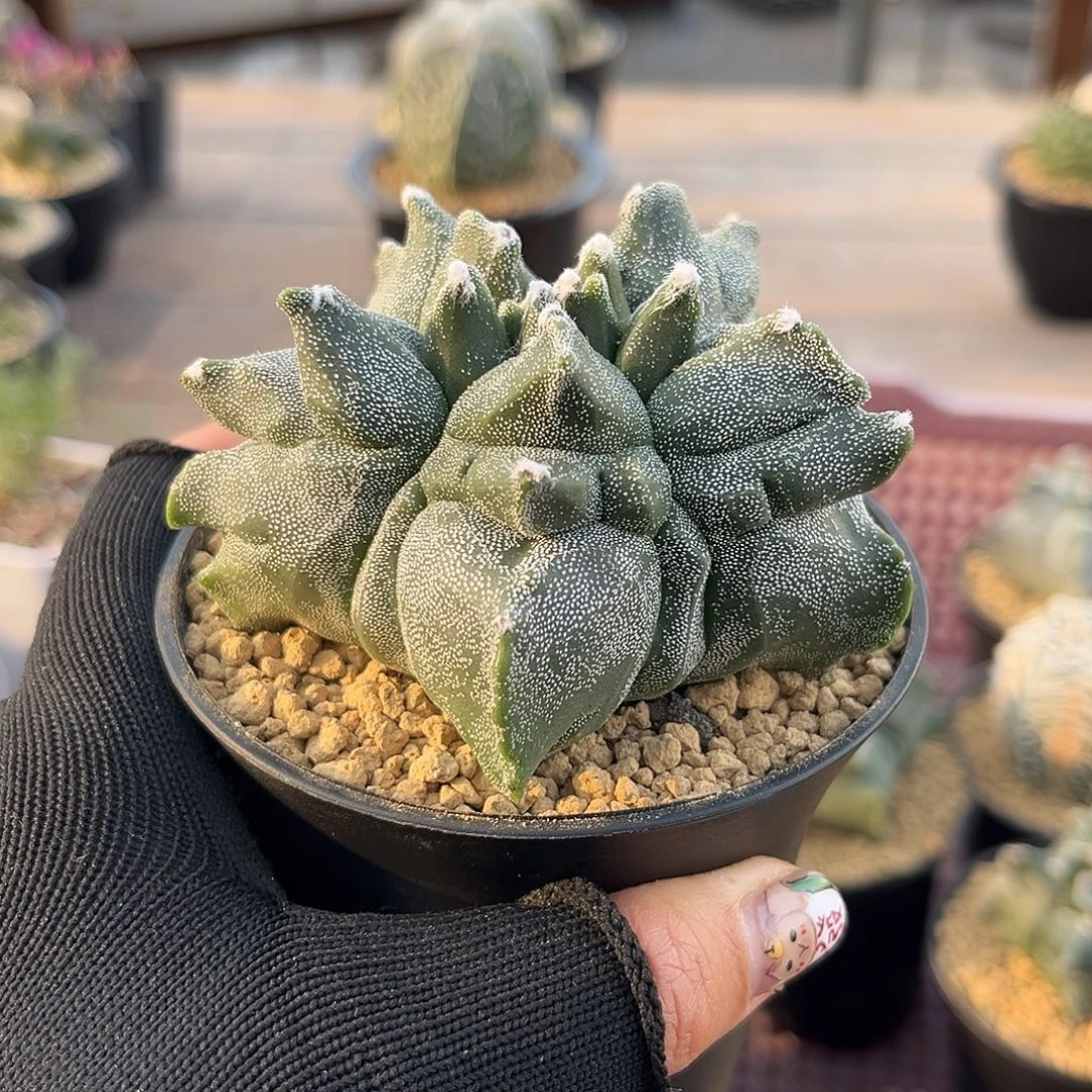 尤变角尤Zzzzzzzzzzzz