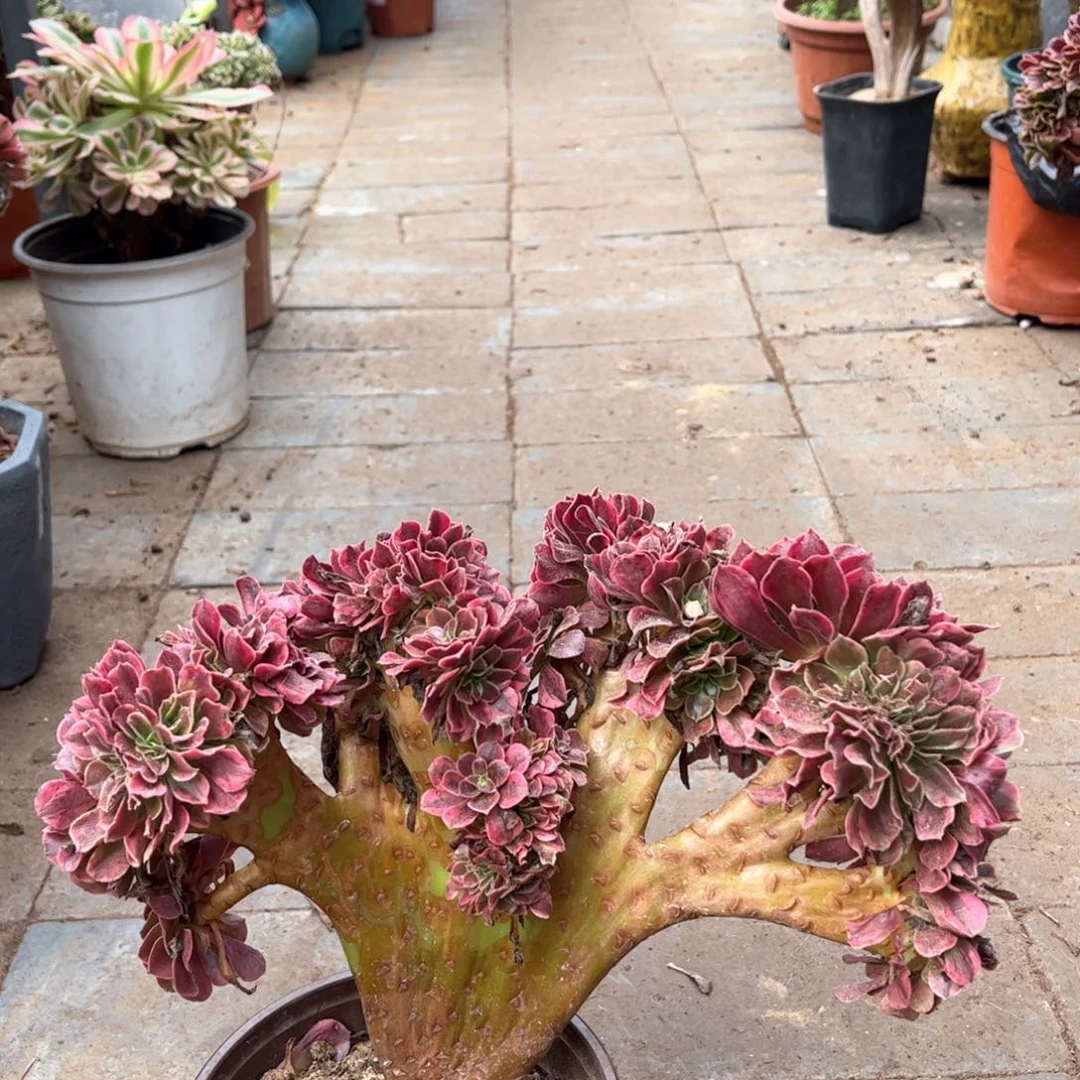 美杜莎小精品福利