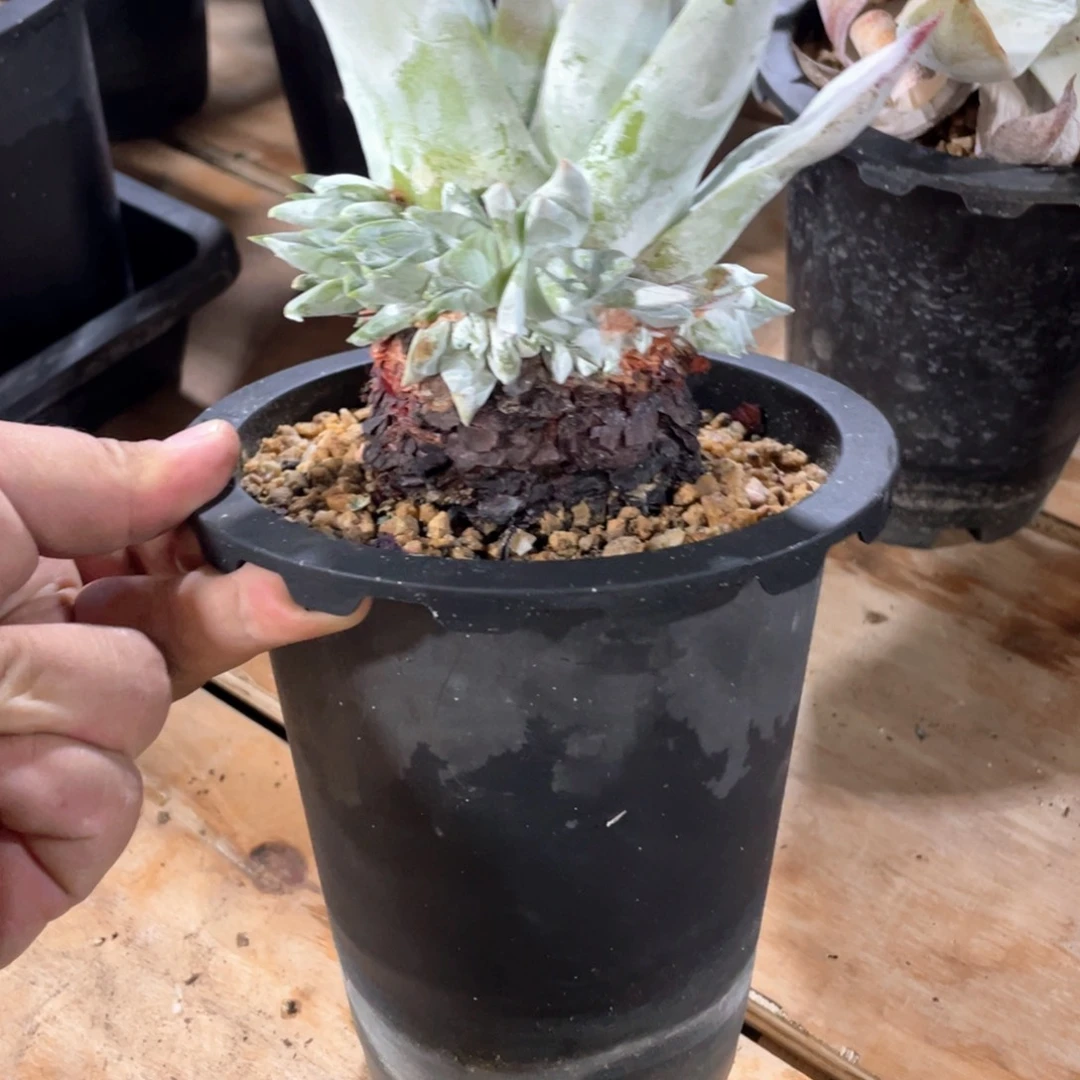 雪山拇指塞丽娜潜力股大粗桩