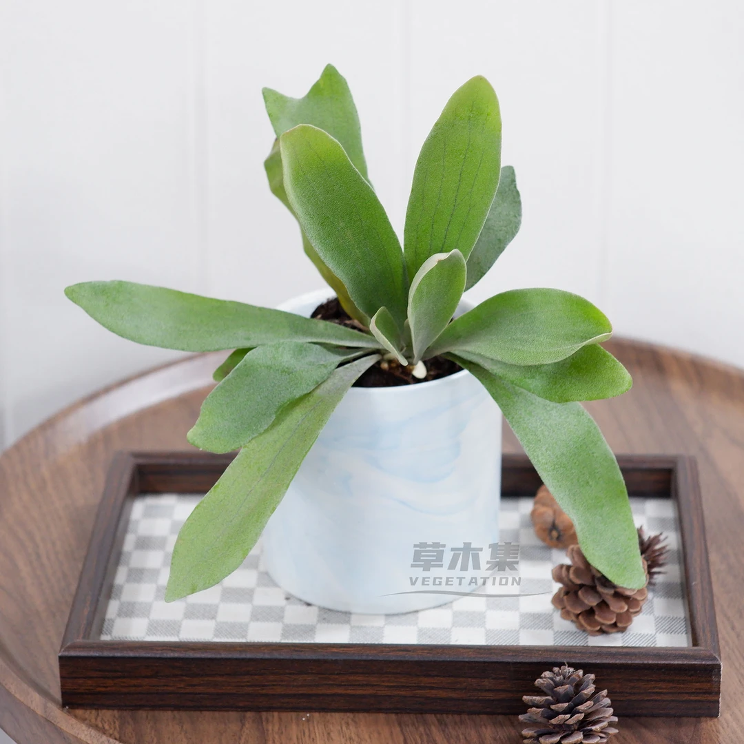 《草木集｜荷兰鹿角蕨》银茸覆叶自芳菲，附木翠影亦倾晖。