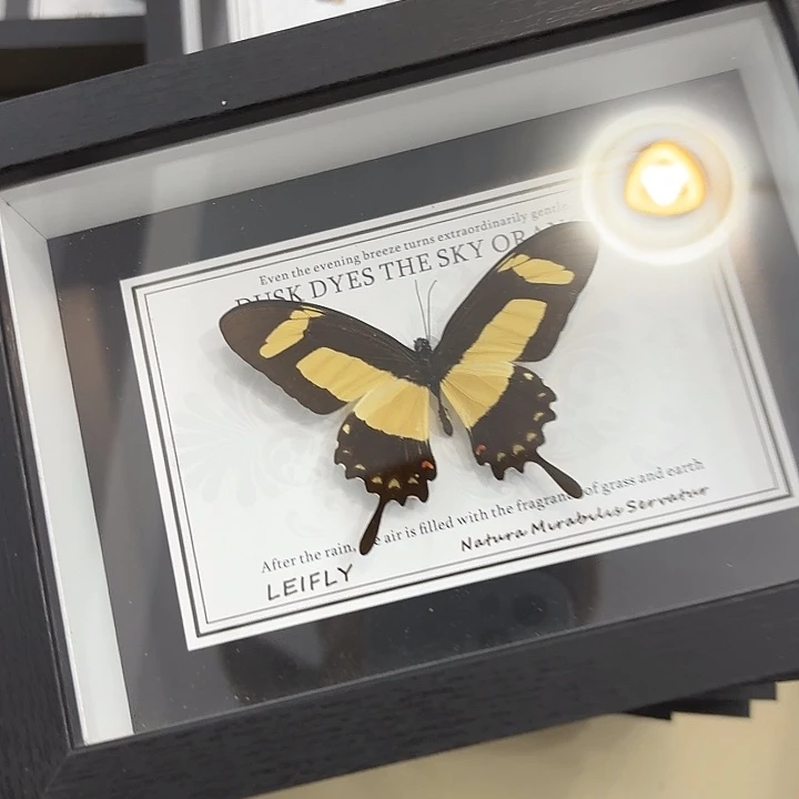 蝴蝶标本定制版130