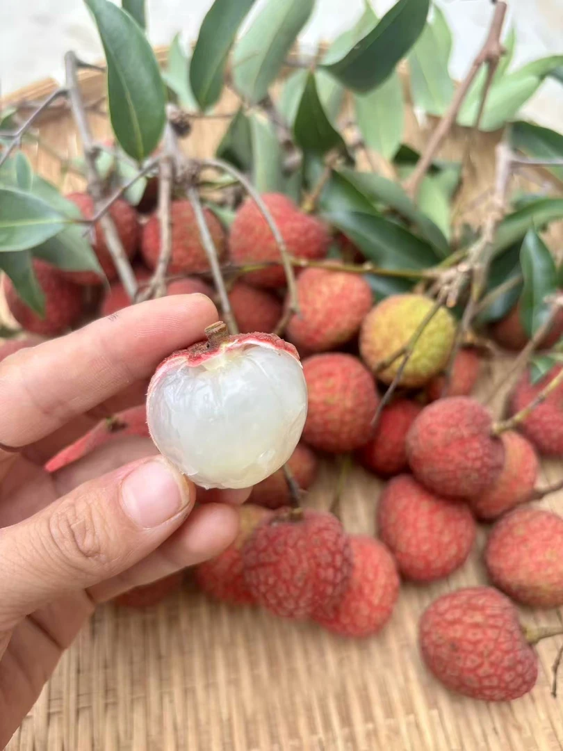 【茂名荔枝】新鲜水果荔枝黑叶广东茂名当季新鲜水果