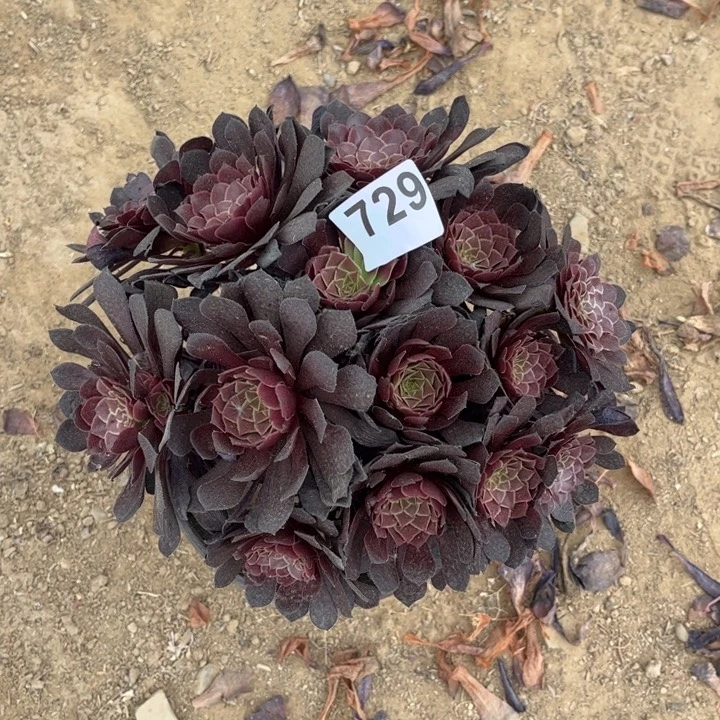 黑铜壶729不包断枝