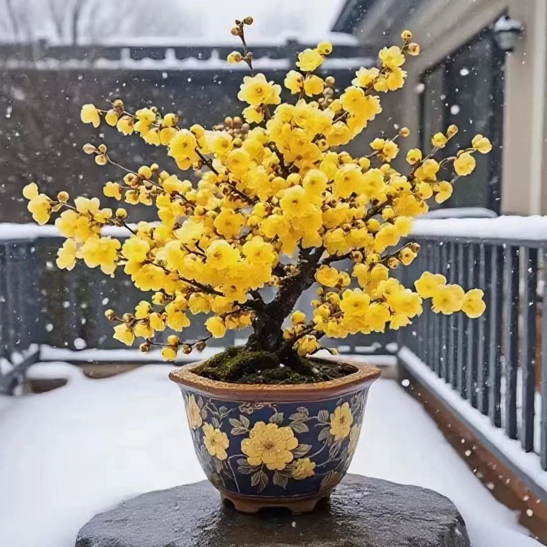 素心梅老桩盆栽带花苞植物浓香型耐寒阳台庭院盆栽花卉