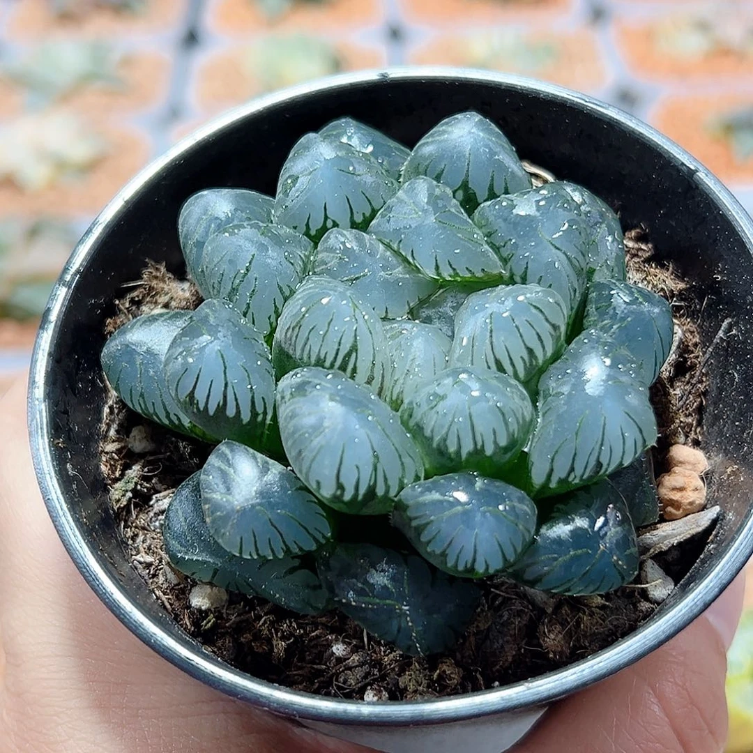 十二卷多肉潘氏冰灯