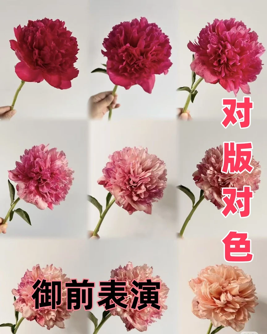 【御前表演】千层重瓣大花观赏芍药浓香型