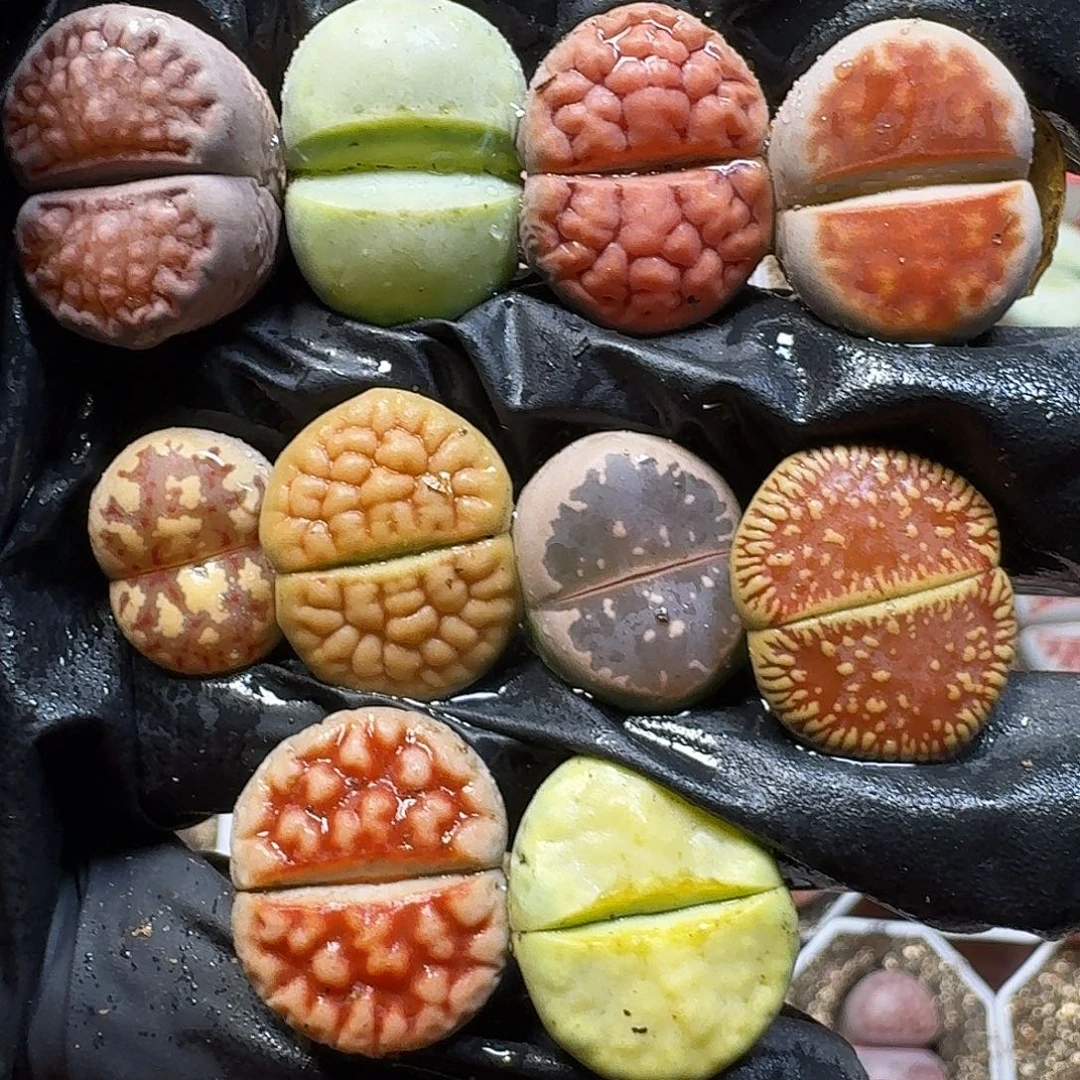 生石花111111。  155
