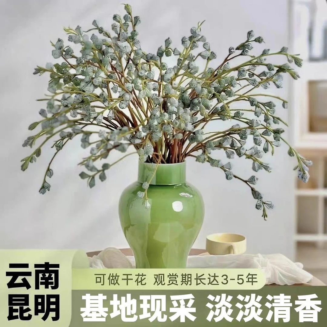 云南尤加利果鲜花驱蚊特殊长久花钻石尤加利果可做干花