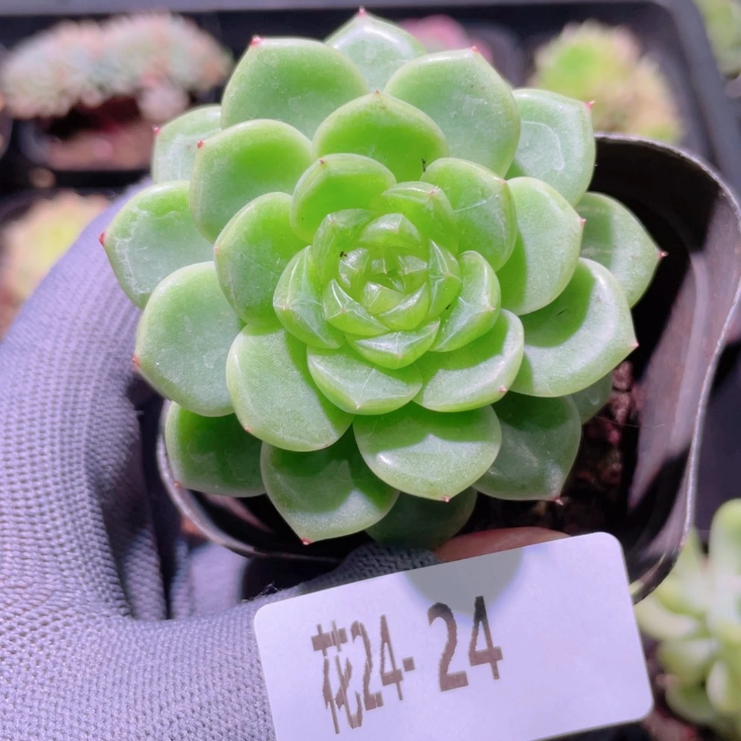 花利美24-24珍妮