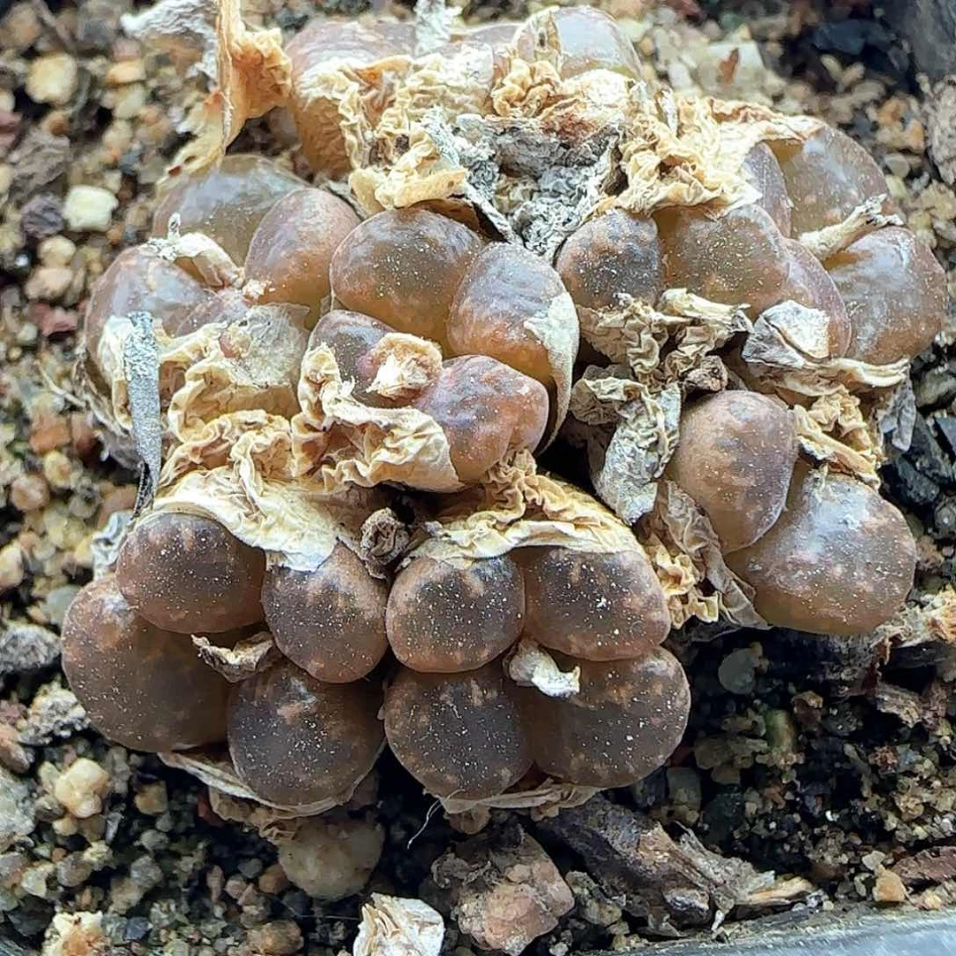 开播福利勋章36768