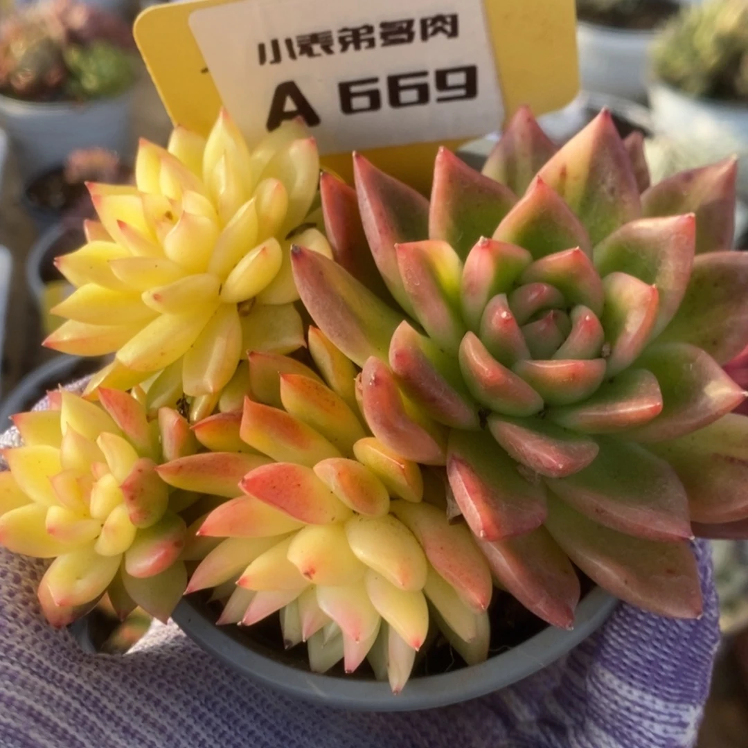 669东云杂锦锦锦锦