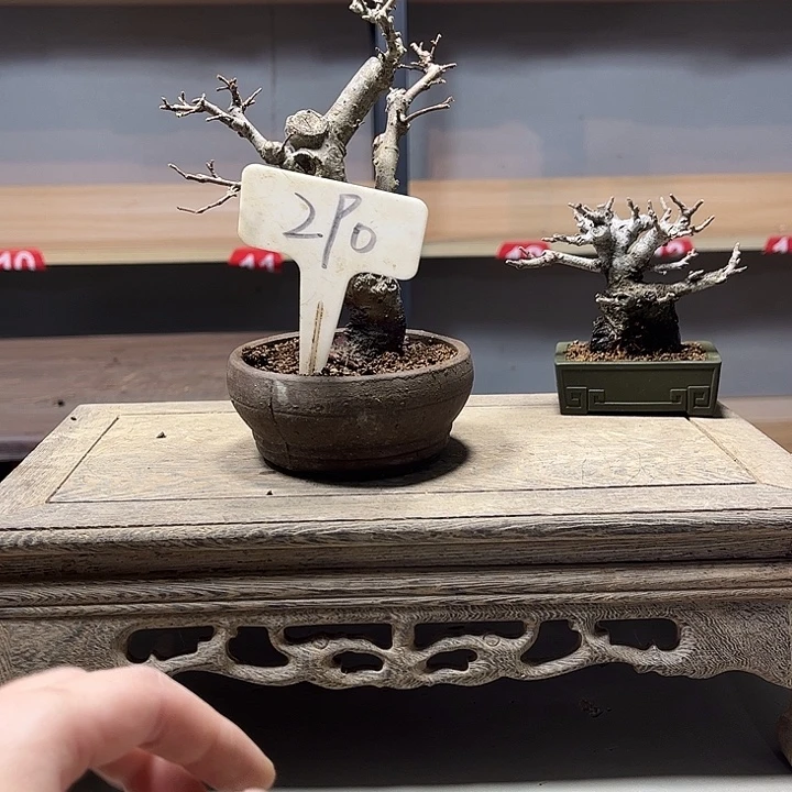 一***生无花朵红芽小叶榆树盆景