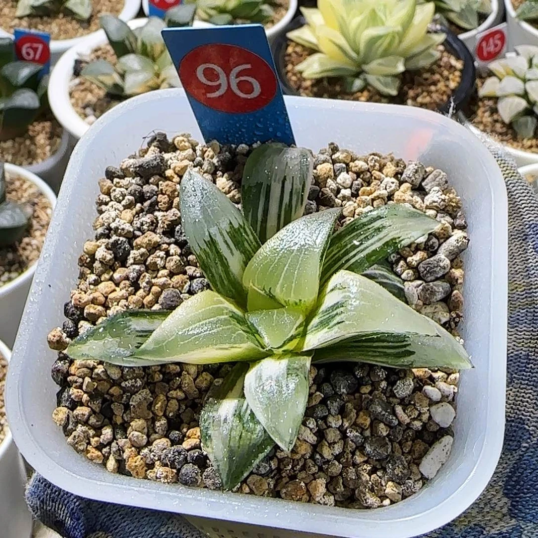 96号实生克锦 7 厘米左右一物一拍带盆土发货