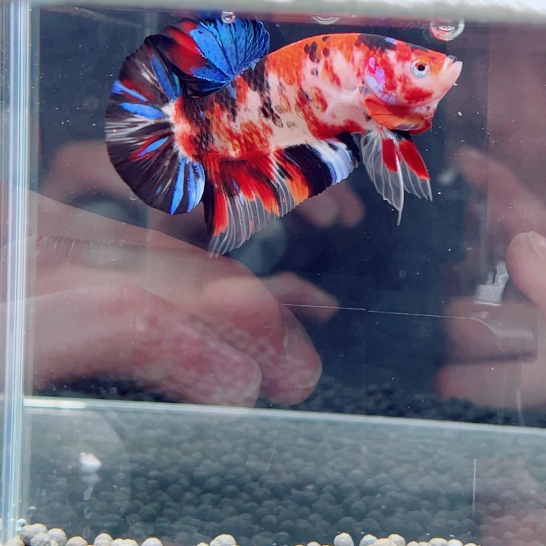 红嘴尖格鱼55号福利巨斗将军