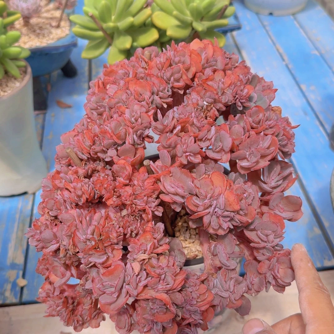 1862蓝玫瑰缀凡艺多肉