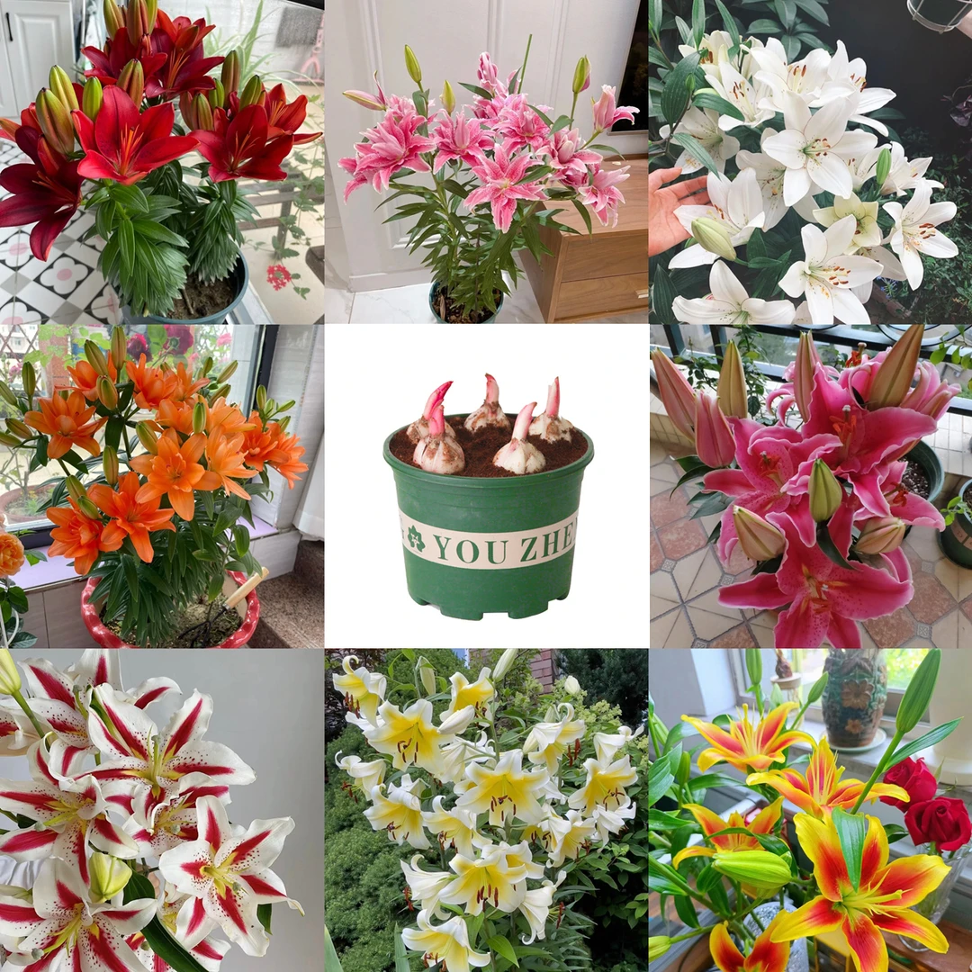 【带盆土栽好】香水百合花带芽种球盆栽浓香花卉四季种植开花多色花