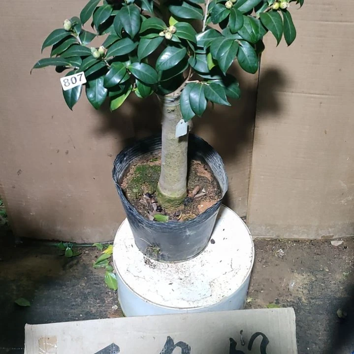 英**?807洒金宝珠，原盆原土发货，不包邮