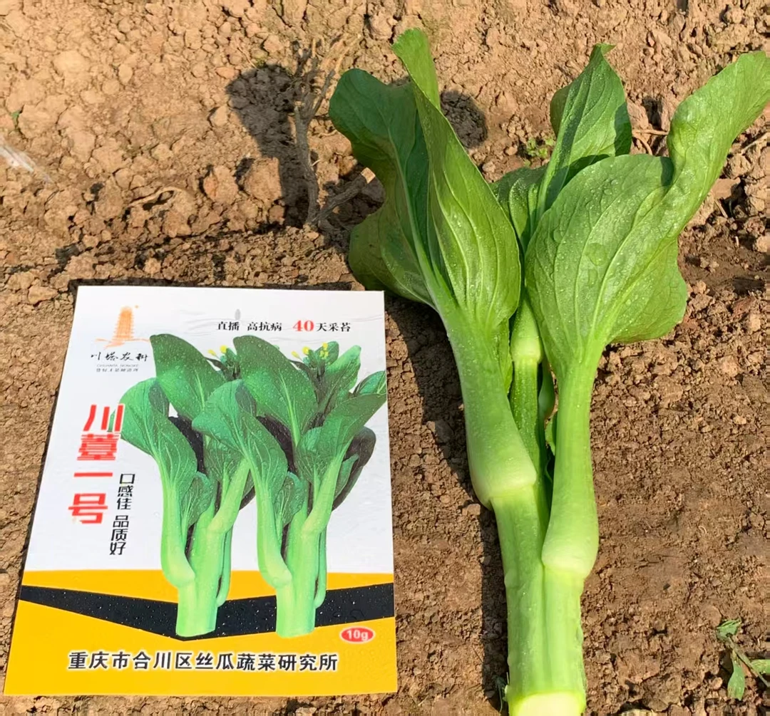 川塔川薹1号菜苔种子 甜菜心40天采收粗条无渣生长快易抽薹耐高温