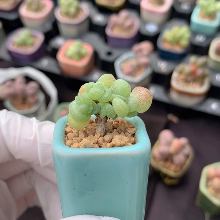 小脸冰玉石化群生 不低于11头 木质杆盆景造型